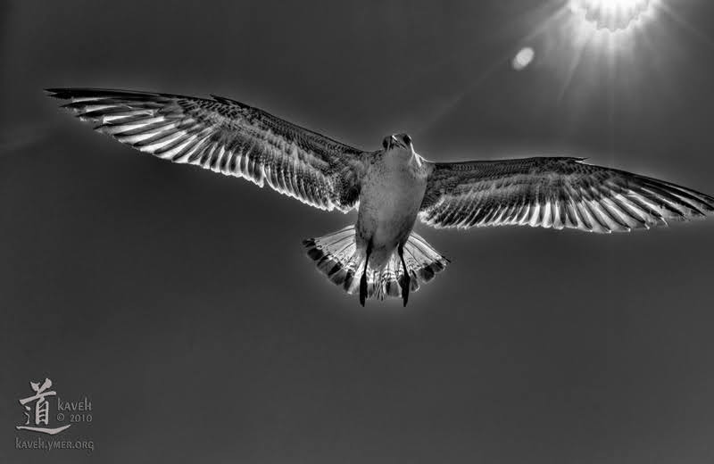 Seagull Flying